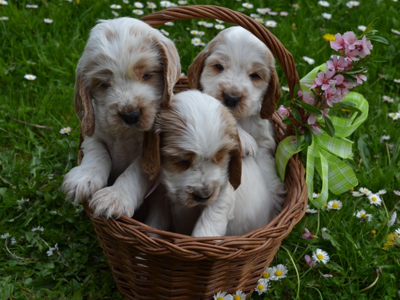 36  - Leo, Lola, Luke.JPG